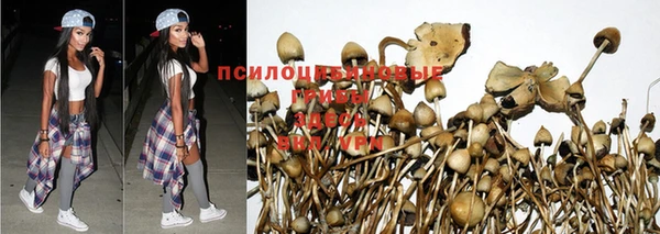 стафф Аркадак